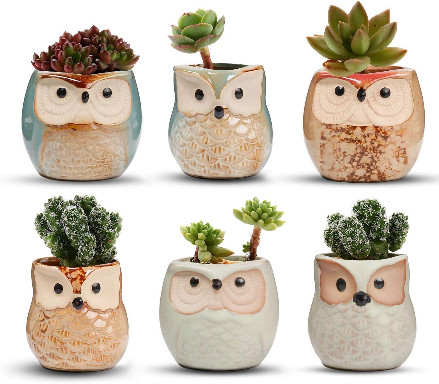 Mini Succulent Plant 6-Pack